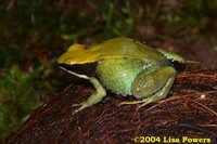 : Mantella viridis; Green Mantella