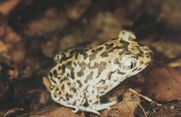 : Pelobates cultripes; Western Spadefoot