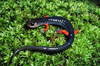 : Plethodon shermani; Red-legged Salamander