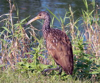 : Aramus guarauna; Limpkin