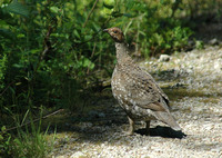 : Dendragapus obscurus; Blue Grouse