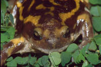 : Uperodon systoma; Marbled Balloon Frog