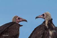 : Necrosyrtes monachus; Hooded Vulture