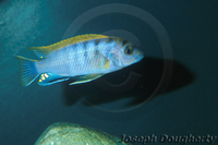 : Pseudotropheus williamsi; Red-top Mbuna