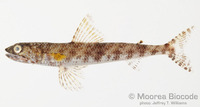 : Saurida gracilis