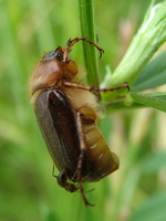 : Amphimallon solstitialis; Summer Chafer