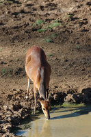 : Tragelaphus scriptus; Bushbuck