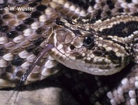 : Crotalus durissus dryinas; Neotropical Rattlesnake