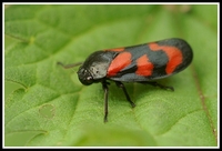 : Cercopis vulnerata