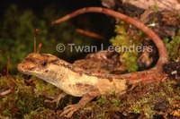 : Norops lemurinus