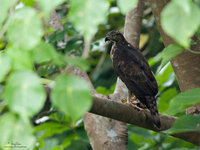 Philippine Hawk-Eagle Scientific name - Spizaetus philippensis