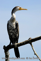 Photo of kormorán neotropický Phalacrocorax brasilianus Neotropic Cormorant Olivaceous Cormorant