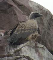 Long-billed Vulture (Gyps indicus) 2004. december 30. Bund Baretha