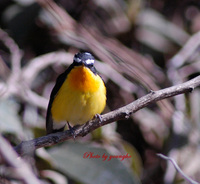 흰눈썹황금새(Yellow-rumped Flycatcher...