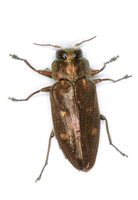 Chrysobothris affinis