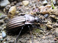 Carabus melancholicus submeridionalis