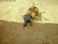 Panagaeus bipustulatus
