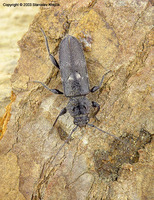 Hylotrupes bajulus - House Longhorn