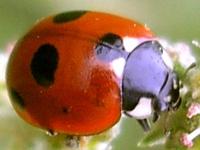 Coccinella quinquepunctata - Five-spot Ladybird