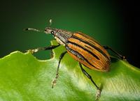 Diaprepes abbreviatus - Diaprepes Root Weevil