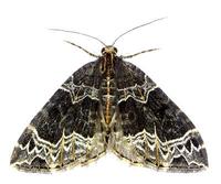 Ecliptopera silaceata - Small Phoenix