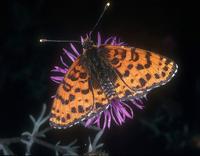 Melitaea didyma - Spotted Fritillary