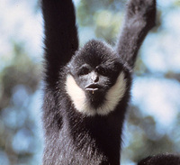 Northern white-cheeked gibbon (Nomascus leucogenys)