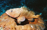 Image of Epinephelus guttatus, Red hind, Rødplettet havaborre, Lapu-lapu, Rode katvis, Hind, Dea...