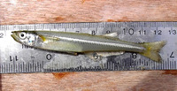 Menidia menidia, Atlantic silverside: fisheries, aquarium