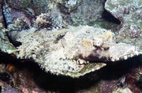 Cymbacephalus beauforti, Crocodile fish: fisheries