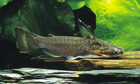 Auchenipterichthys thoracatus, : aquarium