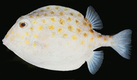 Anoplocapros inermis, Eastern smooth boxfish: