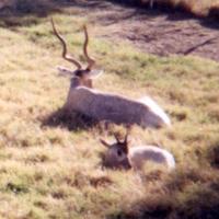 Image of: Addax nasomaculatus (addax)