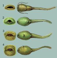 Image of: Anura (frogs and toads)