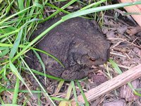 Bufo bufo - Common European Toad