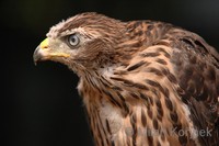 Accipiter gentilis gentilis