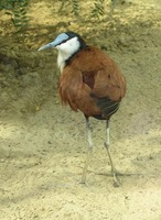 Actophilornis africanus - African Jacana