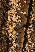 Image of: Formica