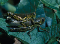 Image of: Orthoptera (grasshoppers, locusts, and relatives)