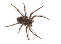 Image of: Dolomedes