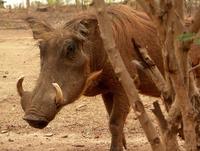 Phacochoerus aethiopicus - Desert Warthog