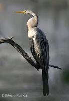 Image of: Anhinga melanogaster (darter)