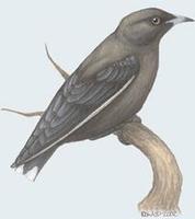 Image of: Artamus cyanopterus (dusky woodswallow)