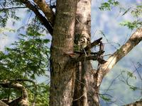 Image of: Cichladusa arquata (collared palm-thrush)