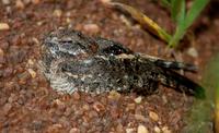 Image of: Macrodipteryx vexillarius (pennant-winged nightjar)