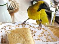 Image of: Ploceus pelzelni (slender-billed weaver)