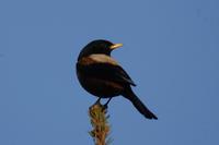 Image of: Turdus kessleri (Kessler's thrush)