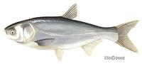 Image of: Hypophthalmichthys molitrix (silver carp)