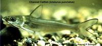 Image of: Ictalurus punctatus (channel catfish)