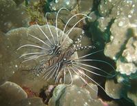 Pterois antennata - Banded Lionfish